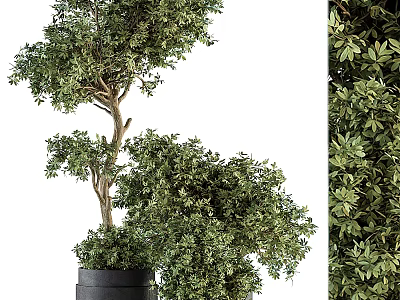 Unique Bonsai Plant With Curved Trunk And Lush Green Leaves In Black Pot 3d model