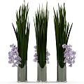 Elegant Purple Orchid Flowers In Tall Transparent Vases With Green Leaves