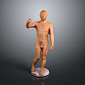 Human Anatomical Model Displaying Organ Structures And Hair Details