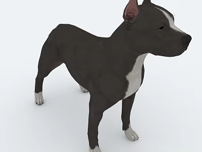 Black And White Canine Standing In Profile With Alert Ears And White Paws 3d model