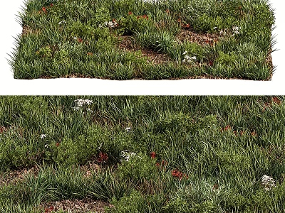 Natural Flowers and Plants in Lush Green Grass with White and Red Blooms 3d model