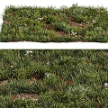 Natural Flowers and Plants in Lush Green Grass with White and Red Blooms