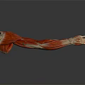 Medical Device Human Arm Muscle Anatomy Model With Detailed Structure For Medical Teaching