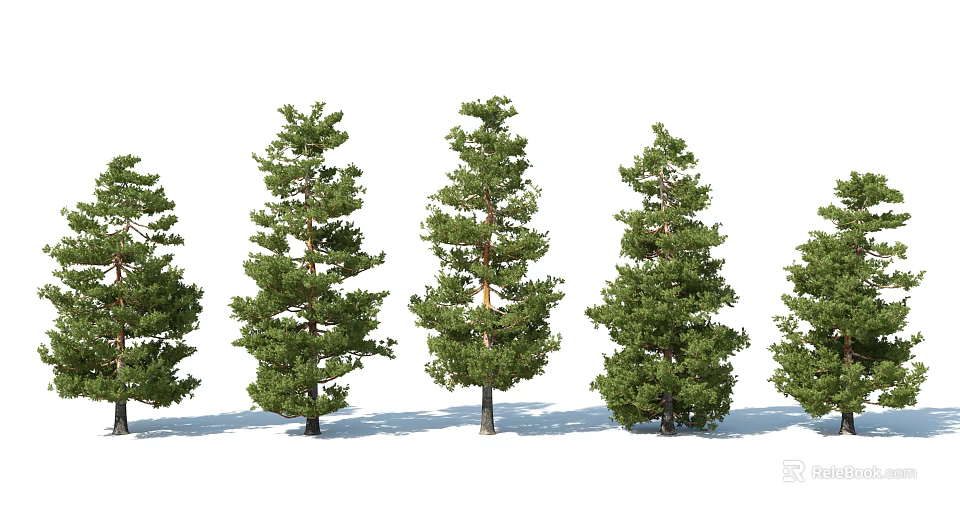 Row of Green Pine Trees with Lush Foliage and Straight Trunks 3d model 