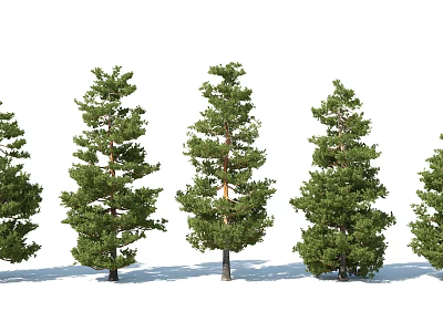 Row of Green Pine Trees with Lush Foliage and Straight Trunks 3d model