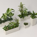 Various Green Potted Plants In White Rectangular Square Pots With Large Leaves Palm Succulents 3d model