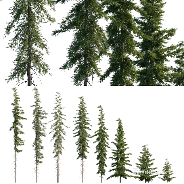 Various Arbor Trees Displaying Different Heights And Lush Green Foliage 3d model 