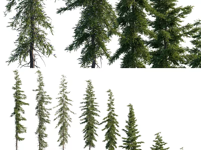 Various Arbor Trees Displaying Different Heights And Lush Green Foliage 3d model