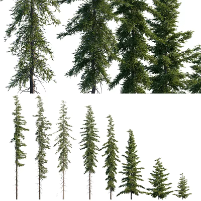 Various Arbor Trees Displaying Different Heights And Lush Green Foliage 3d model