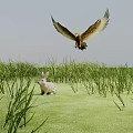 Flying Eagle Soaring Over Green Grassland With Rabbit Under Blue Sky 3d model