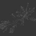 Single Plant With White Small Flowers And Slender Green Stems Leaves On Black Background