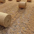 Round Hay Bales Arranged In Rural Agricultural Field With Dry Grass