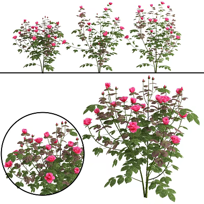 Modern Flower Rose 3d model