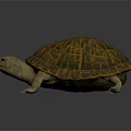 Detailed 3D Rendered Turtle With Orange And Black Patterned Shell