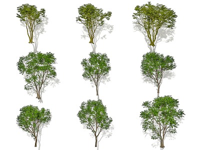 Modern Garden Trees Arbor Street Trees Landscape Trees Maple Acer Sophora japonica Combination 3d model