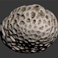 White Textured Seashell With Hollow Patterns And Intricate Surface Details On Dark Background 3d model