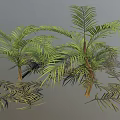 Lush Palm Trees With Green Feathery Leaves Brown Trunks And Scattered Leaves In 3D Render