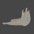 Game Movie Character White Jawbone Skeleton Model With Teeth Structure On Black Background