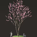 Elegant Pink Blooming Tree With Slender Branches Against Dark Background 3d model