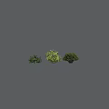 Three Different Colored Bushes with Dark Green and Yellow Green on Gray Background