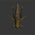 Realistic Yellow Grasshopper 3D Render With Black Stripes Long Legs And Body Details