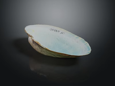 Marine Animal Clam Shell With Iridescent Blue Green Smooth Surface 3d model