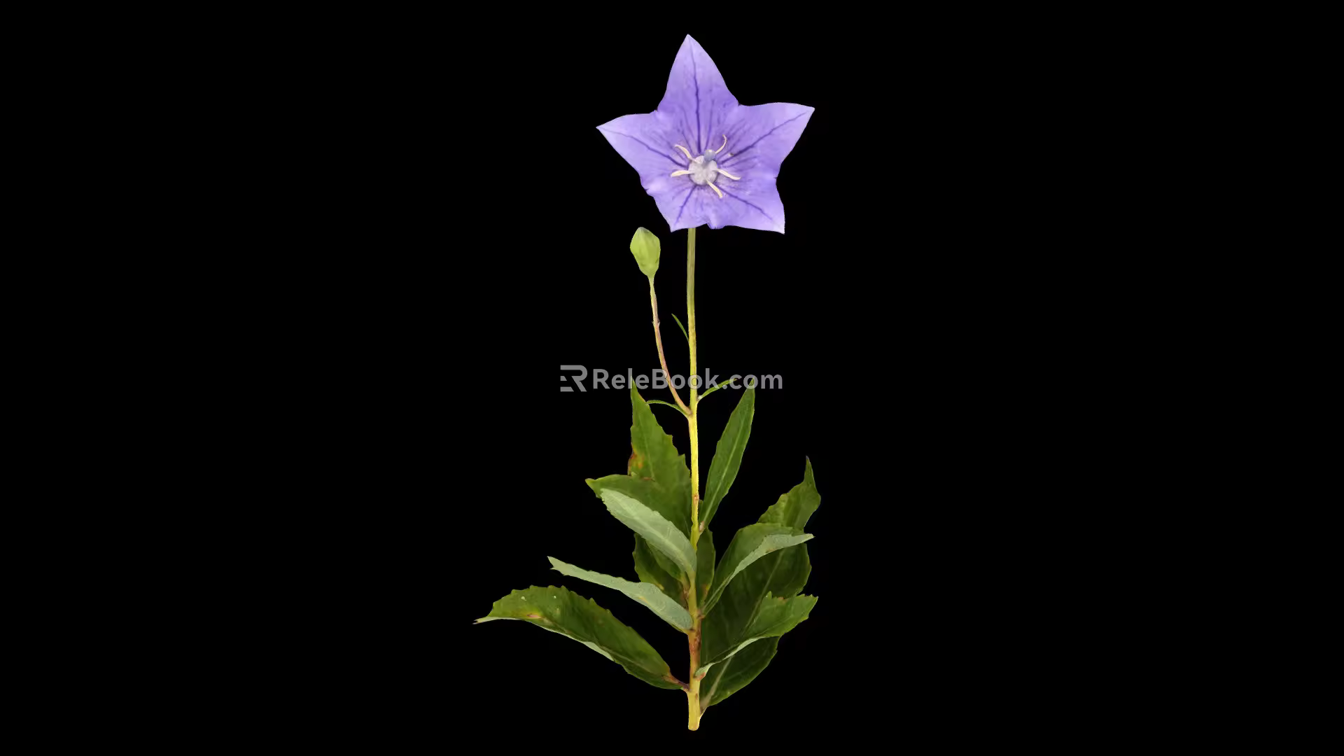 Modern Platycodon grandiflorum 3d model