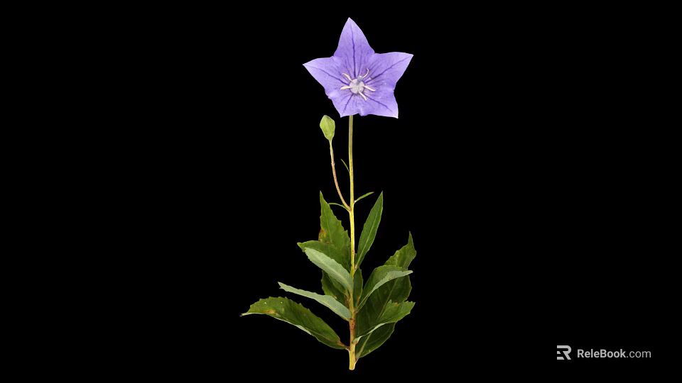 Purple Star Shaped Flower with Green Leaves and Stem on Black Background 3d model 