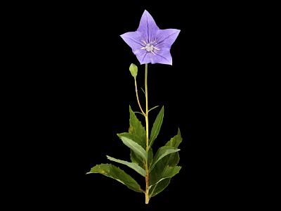 Purple Star Shaped Flower with Green Leaves and Stem on Black Background 3d model