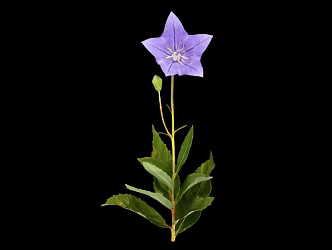 Modern Platycodon grandiflorum 3d model