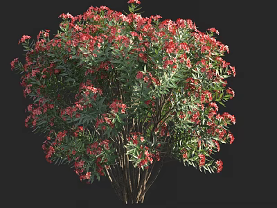 Vibrant Flowering Bush with Red Blooms and Green Foliage in Lush Growth 3d model