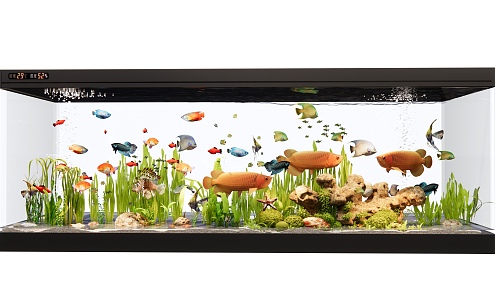 Aquarium Golden Dragon Fish Tropical Fish Goldfish Water Tank 3d model