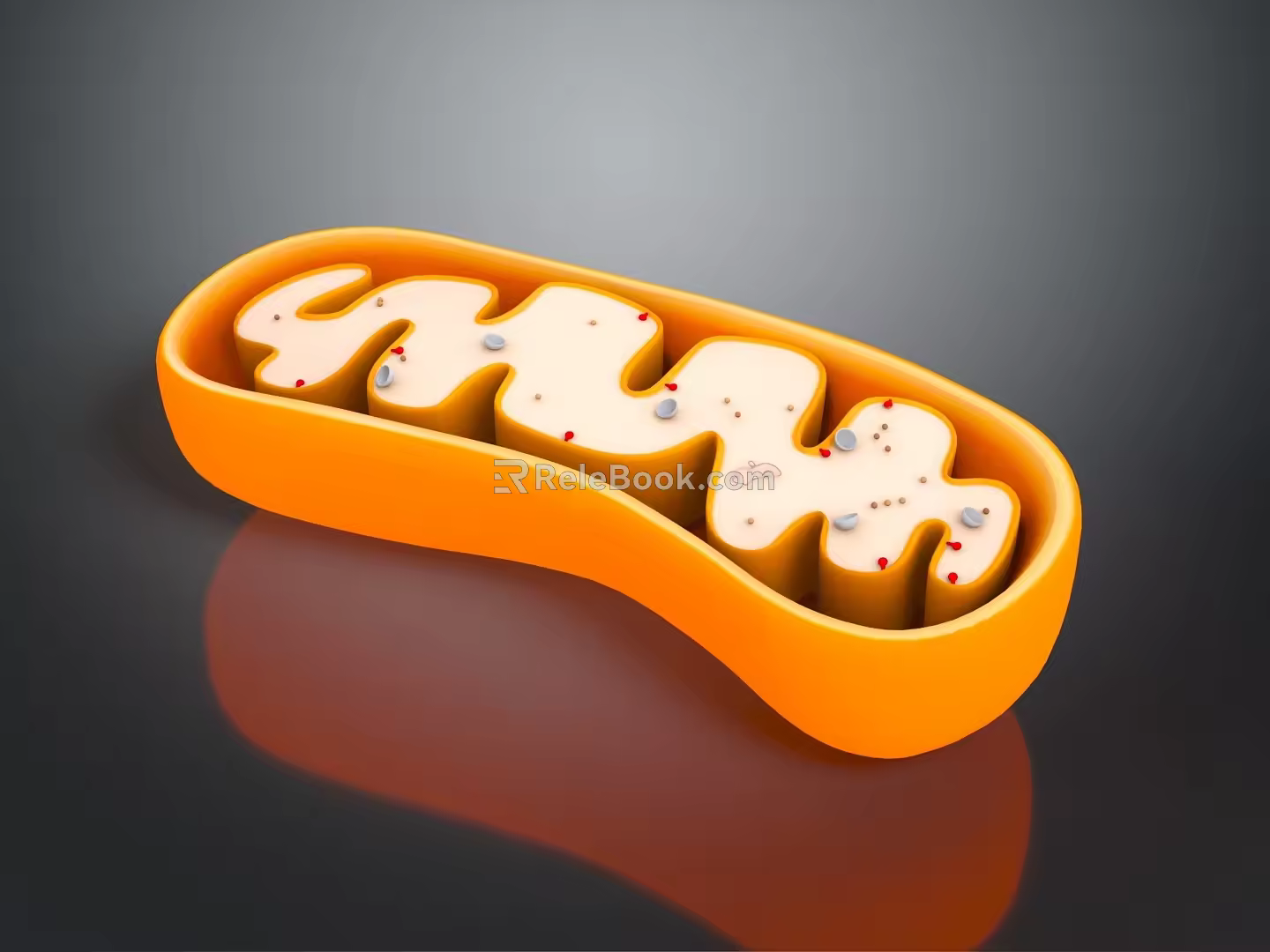 modern eukaryotic cell cross section cell structure cell tissue 3d model