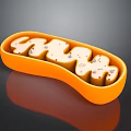 modern eukaryotic cell cross section cell structure cell tissue 3d model