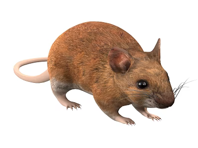 Brown House Mouse With Long Tail Ears And Whiskers In Close Up 3d model