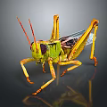 grasshopper insect cartoon locust animation locust anime locust anime game character 3d model
