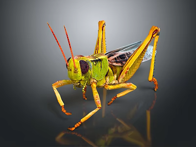 grasshopper insect cartoon locust animation locust anime locust anime game character 3d model