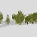Weeping Willow Trees with Green Hanging Branches and Brown Trunks on Light Ground with Shadows