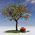 Apple Tree with Ripe Red Apples Fruit Basket Underneath Green Grass and Blue Sky