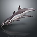Three dolphins leaping gracefully above dark water surface with clear reflections 3d model