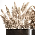 Modern Decorative Potted Plants In Black Square Planters With Dried Pampas Grass