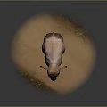 Elephant Playing with Black and White Soccer Ball on Sandy Ground