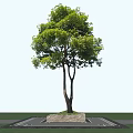 Lush Green Arbor With Dual Trunks And Fresh Foliage On Stone Base