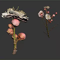 Plum Blossom Plant With White Flowers Pink Buds And Branches