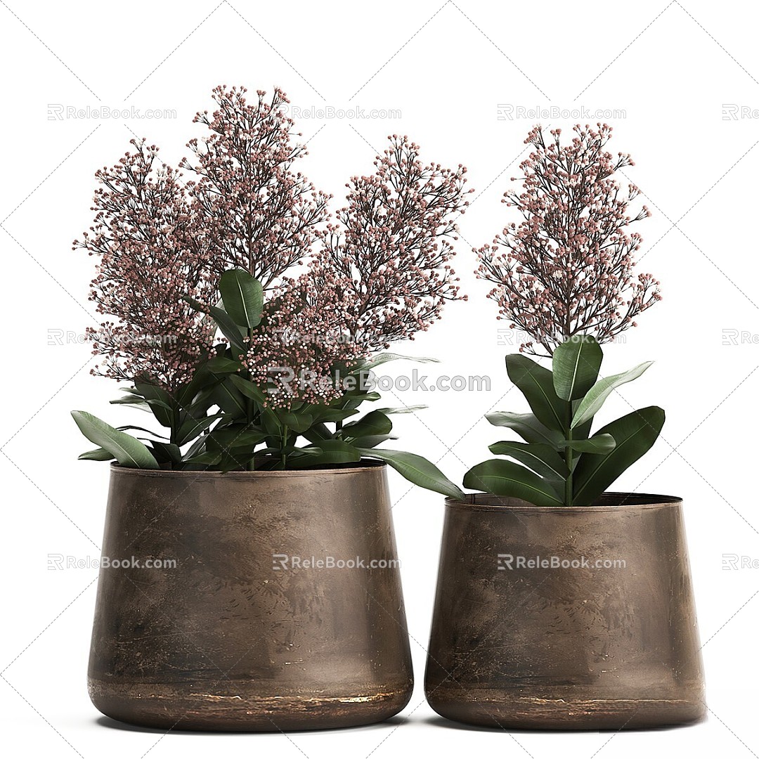 bonsai bonsai skimia in a potted flower 3d model