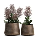 Bonsai Potted Plants In Metal Pots With Pink Small Flowers And Green Leaves