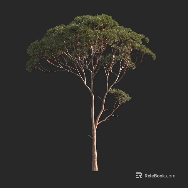 Tall Arbor With Slender Trunk And Dense Green Foliage Isolated On Black Background 3d model 