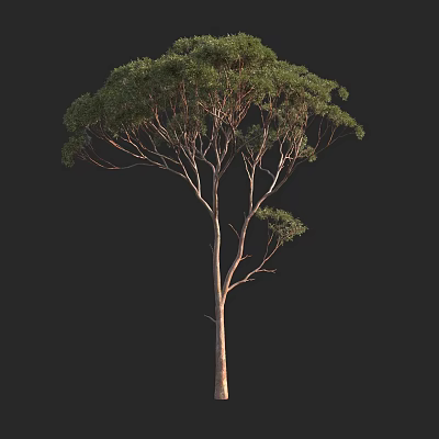 Tall Arbor With Slender Trunk And Dense Green Foliage Isolated On Black Background 3d model