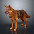 Brown And Black Dog With Erect Ears Standing Open Mouth On Shiny Reflective Floor