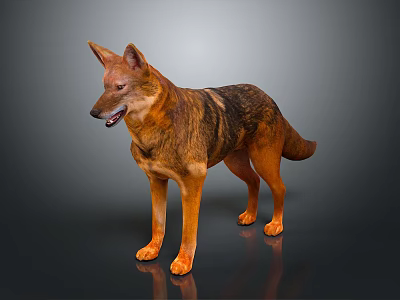 Brown And Black Dog With Erect Ears Standing Open Mouth On Shiny Reflective Floor 3d model
